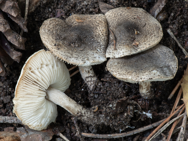 Lepiota griseovirens